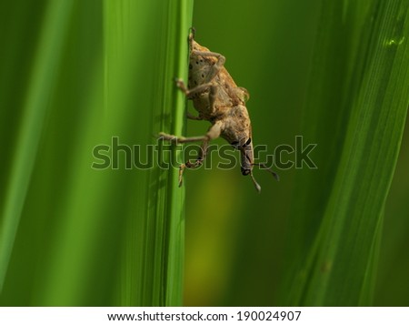 bug/a bug on rice leaf.