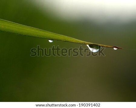 dew drop/drop of dew on leaf.