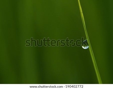 dew/a dew drop on rice leaf.