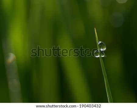 dew/drop of dew on rice leaf.