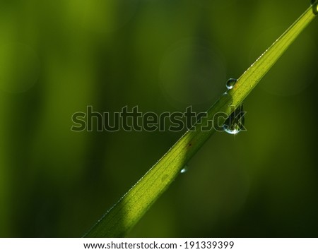 dew/dew drop on rice leaf.