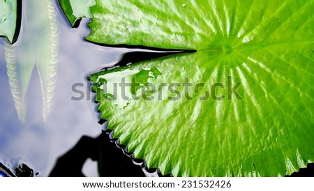 lotus leaf/leaf of lotus in the water.