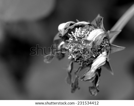 withered/a withered flower in black and white.