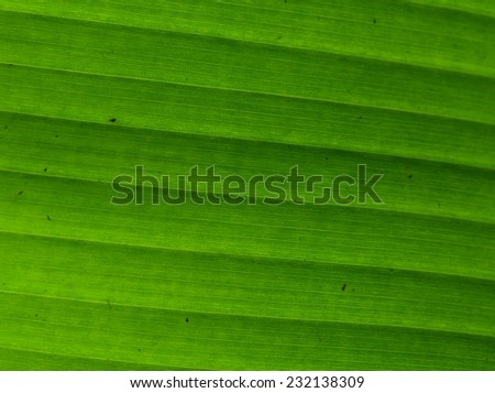banana leaf/line of banana leaf.