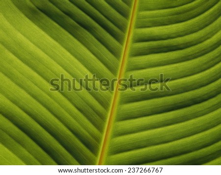 leaf/line of green leaf.