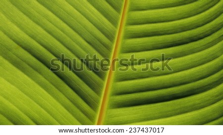 leaf/line of green leaf.