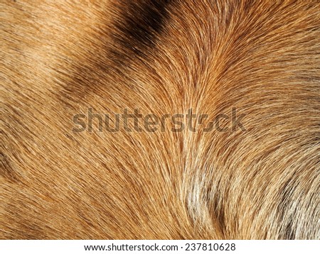 dog hair/hair of dog in brown.