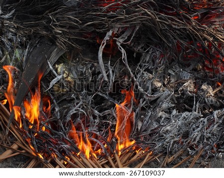 fire ashes/fire burning dry leaf and black ashes.