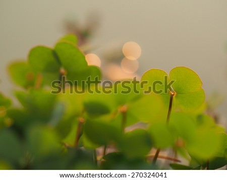 green plant/little green plant in water.