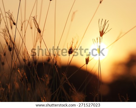 sunset/sunset light with grass flower.