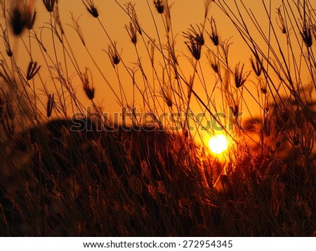 sunset/grass flower with sunset light.