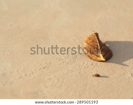 leaf/dry leaf drop on cement floor.