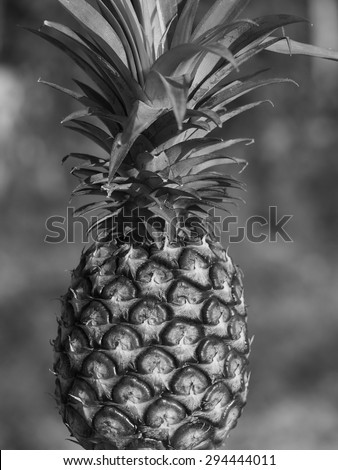 pineapple/pineapple in black and white.