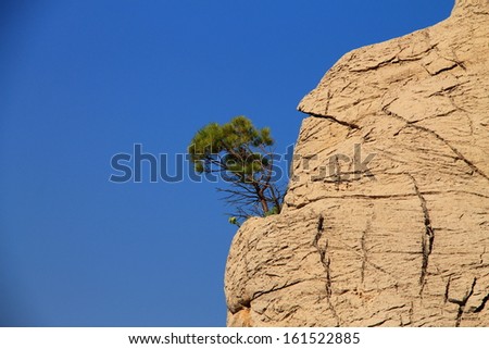 Small pine tree growing out of a rock , Croatia moments