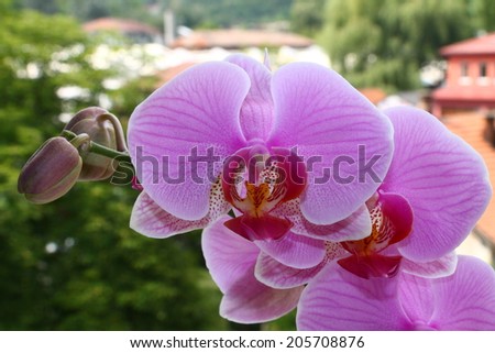 Purple orchid flower with city in background