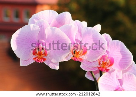 Purple orchid flower with building in background