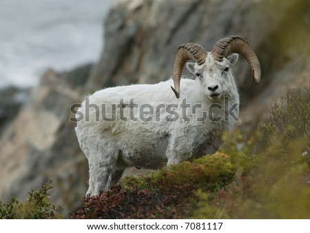 Dahl Sheep, Anchorage Alaska