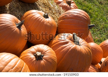 A group of pumpkins at a pumpkin patch in late fall morning light