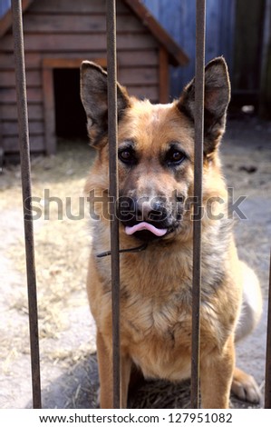 Dog shows tongue photographer