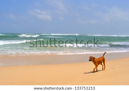 Lonely dog walks on the beach