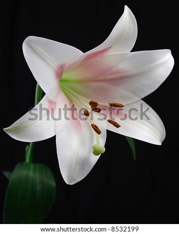 images of easter lilies. clip art easter lilies.