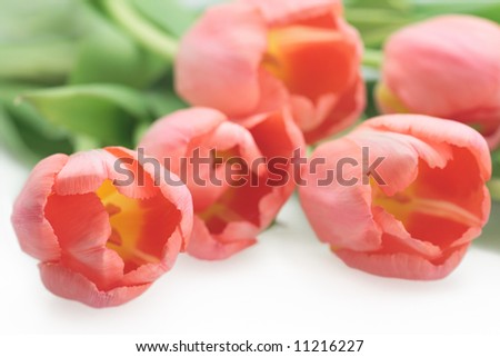 tulip pink flower bouquet isolated green color