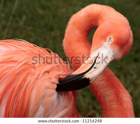 flamingo bird wildlife tropical jungle cleaning animal