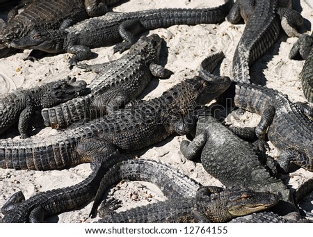 alligators sand beach relax sleeping many animal