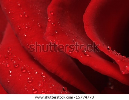 red rose dew flower romance love nature