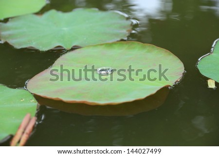 Lotus pond with Lotus Green.