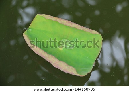 Lotus Pond with Lotus Leaflet Green.