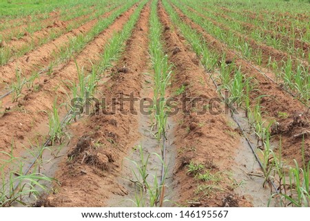 Water Irrigation System on a Field with a Sugar Cane Farm Plentifully.
