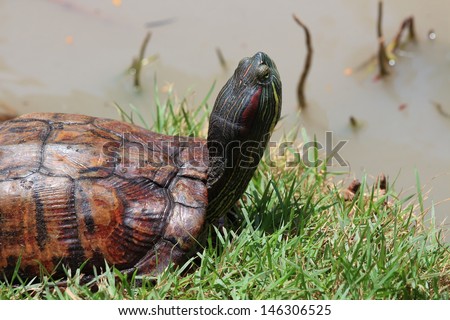 Close Up of Asian Box Turtle.