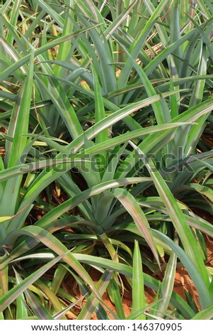 Close Up of Pineapple in the Plantation Area under Tropical Area.