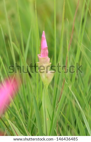 Pink Siam Tulip in Chaiyaphum Province Northeast of Thailand.