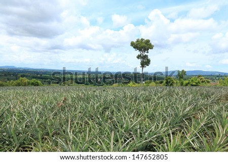 Area under Tropical Area. Pineapple in the Plantation