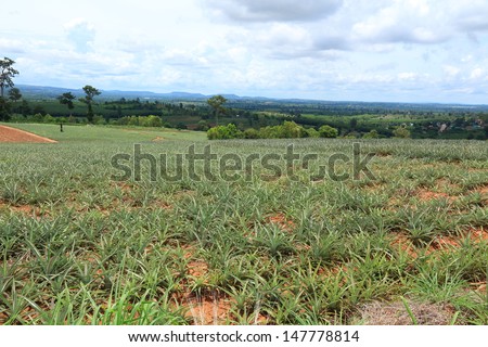 Pineapple in the Plantation Area under Tropical Area.