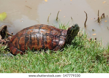 Asian Box Turtle.