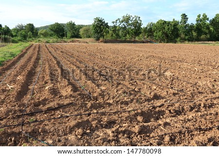 Water Irrigation System on a Field with a Sugar Cane Farm Plentifully.