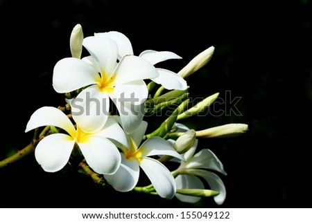 Plumeria Five Petals, Yellow Middle and Outside White, Isolated on Black Background.
