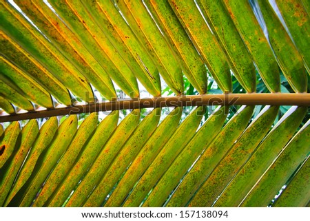 Coconut Leave Green Line Composition, Closeup.