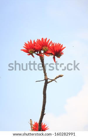 Red Flower Isolated.