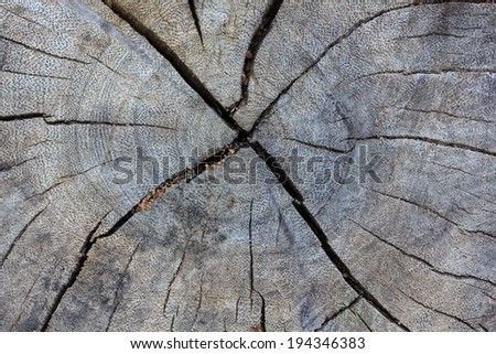 Old Stump Crack Texture.