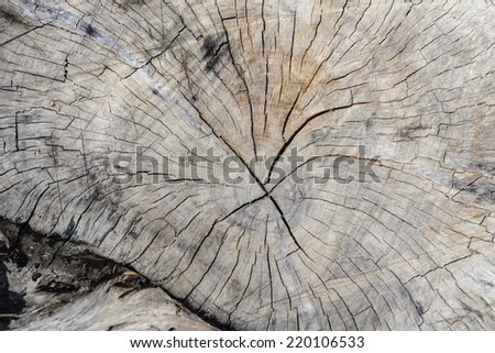 Old stump crack texture.