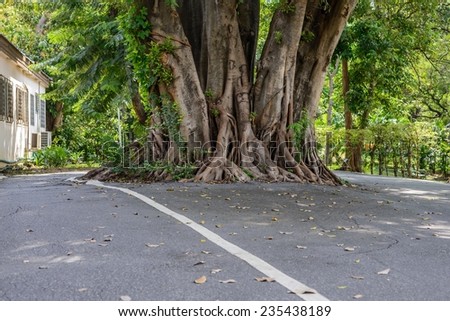 Banyan tree growing on middle of road.