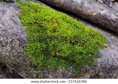 Moss cover on old stump in forest.