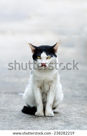 Black and white cat  straight face siiting.