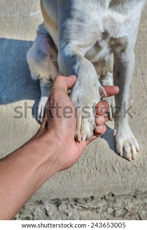 Handshake with white dog.
