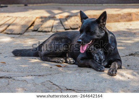 Black dog resting on the floor.