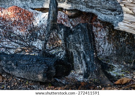 Burned tree stump.